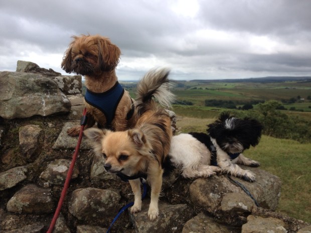 CHIHUAHUAS AND SHIH TZUS WALKING THE WEST HIGHLAND WAY FOR NOTODOGMEAT